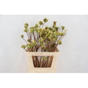 RHODO. LIME 080CM