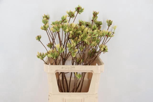 <h4>RHODO. LIME 080CM</h4>