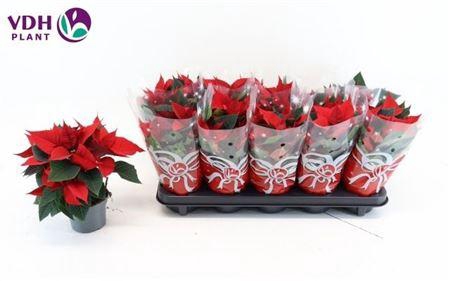 <h4>Euphor P Chr F Red</h4>