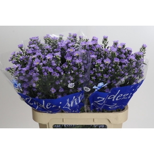 Aster Cassandra