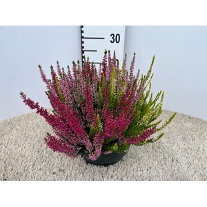 Calluna Garden Girls gemengd