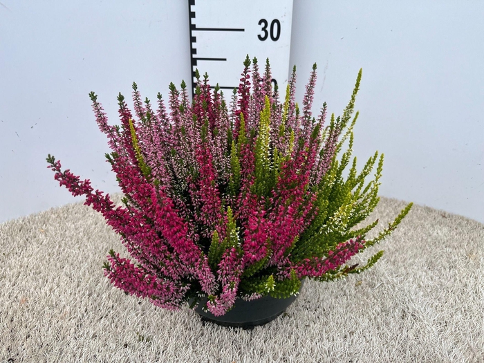 <h4>Calluna Garden Girls gemengd</h4>