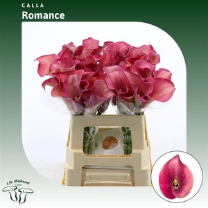 Calla Romance