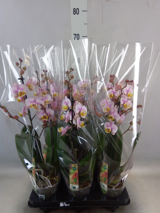 <h4>Phalaenopsis  'Corolla Beach'</h4>