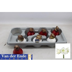 BLOEMBOL HIPPEASTRUM