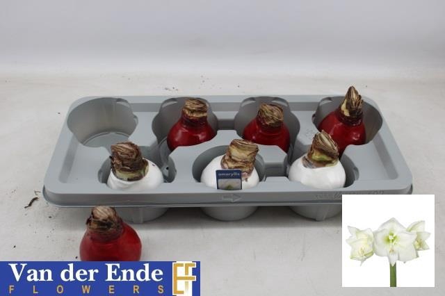 <h4>BLOEMBOL HIPPEASTRUM</h4>