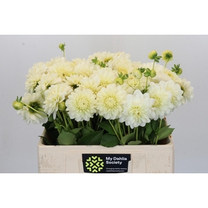 Dahlia White Wonder