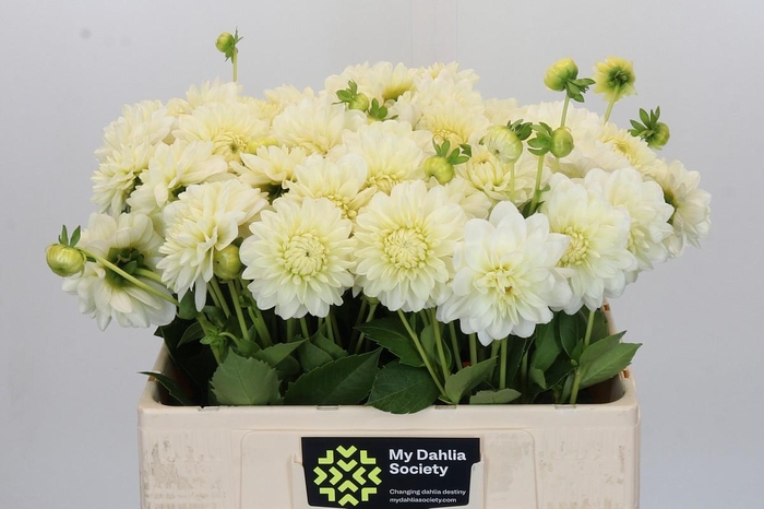 <h4>Dahlia White Wonder</h4>