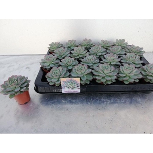 .Echeveria overig zonder bloem