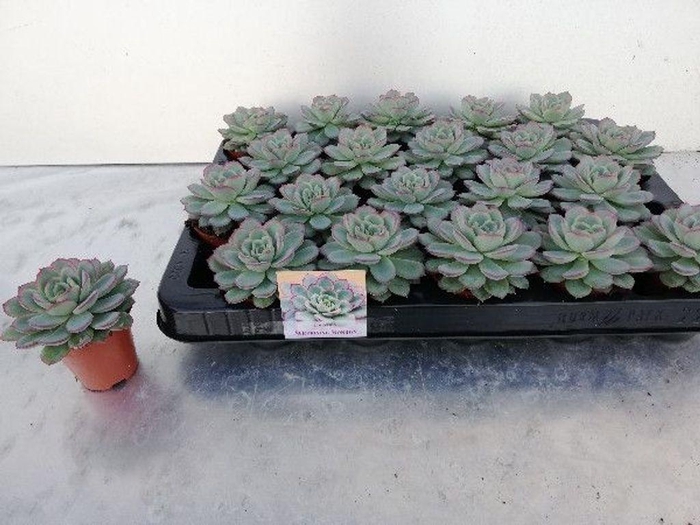 <h4>.Echeveria overig zonder bloem</h4>