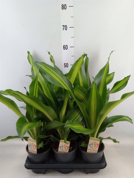 <h4>Dracaena frag. 'Burley'</h4>