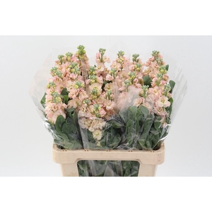 Matth Phantom Apricot