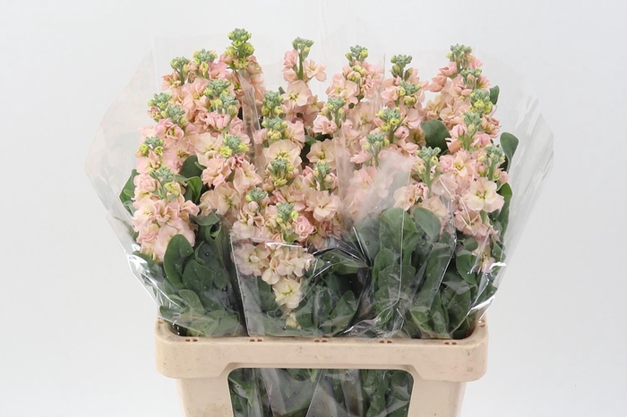 <h4>Matth Phantom Apricot</h4>