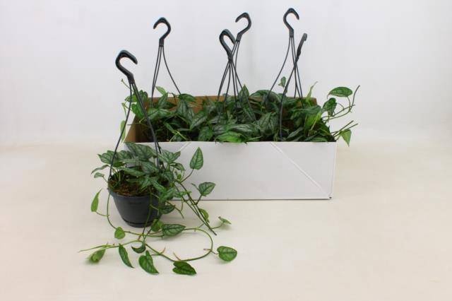 <h4>MONSTERA SILTEPECANA</h4>