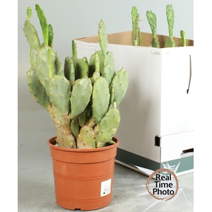 CACTUS OV