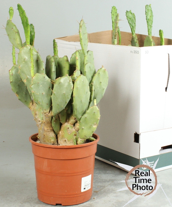<h4>CACTUS OV</h4>