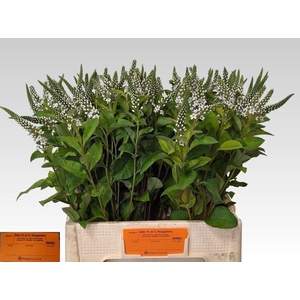 LYSIMACHIA ELISABETH
