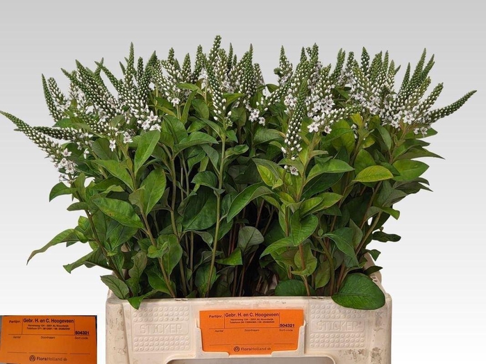 <h4>LYSIMACHIA ELISABETH</h4>