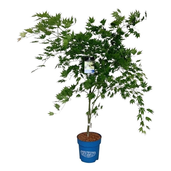<h4>Acer Arctic Jade ®</h4>