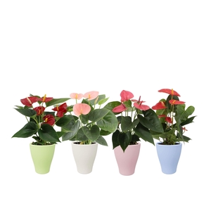 Anthurium 4 color mix in Carly summer ceramics