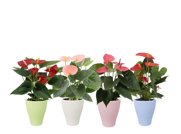 <h4>Anthurium 4 color mix in Carly summer ceramics</h4>