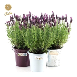 Lavandula st. 'Anouk'® Collection P12 in Zinc Mix