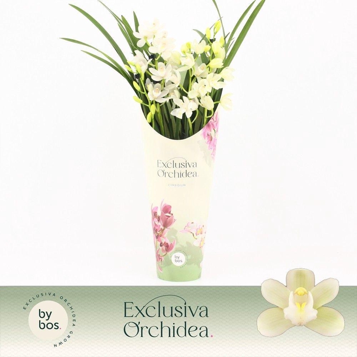 <h4>Cymbidium, Ice Dance 4-spike P14 'Exclusiva Orchidea' Potcover</h4>