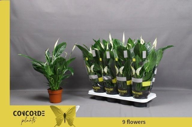 <h4>SPATH PICO CUPIDO</h4>