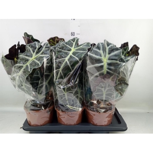 Alocasia amazonica 'Polly'