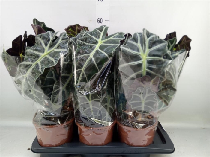 <h4>Alocasia amazonica 'Polly'</h4>