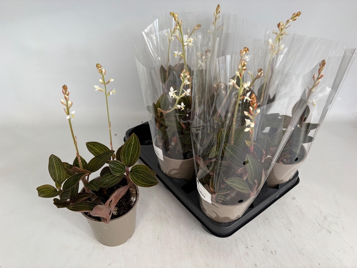 <h4>LUD DISCOLOR</h4>