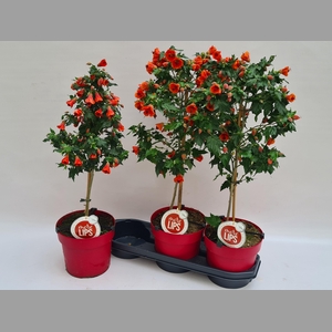 ABUT RED TRUMPET