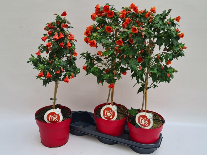 <h4>ABUT RED TRUMPET</h4>