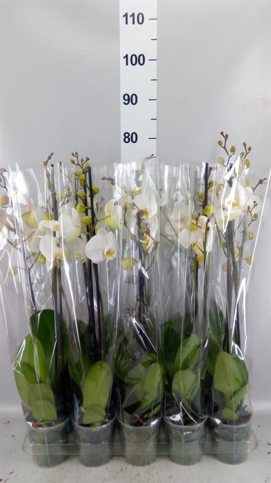 <h4>Phalaenopsis   ...white</h4>