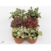 fittonia mix 12 cm in smartcup met etiket