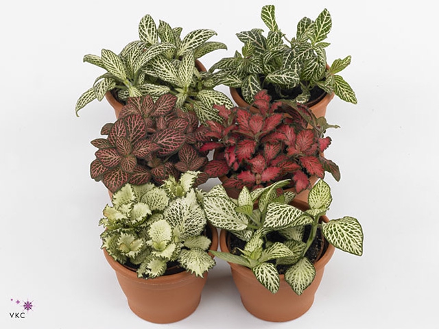 fittonia mix 12 cm in smartcup met etiket