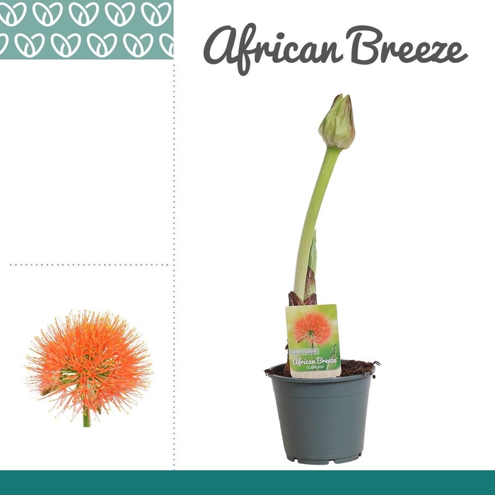 <h4>SCADOXUS MULTIFLORUS</h4>