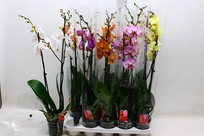 <h4>PHAL GEM 7 KL</h4>