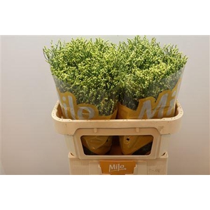 Lim Sin China Summer