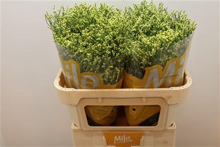 <h4>Lim Sin China Summer</h4>