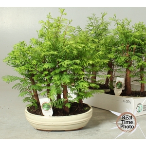 BONSAI OV