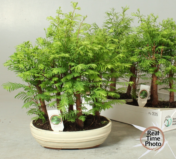 <h4>BONSAI OV</h4>