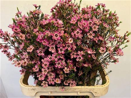 <h4>CHAME ME GRAND ADI</h4>