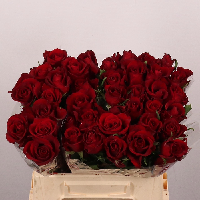 <h4>R GR EVER RED</h4>