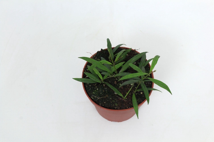 <h4>Hoya Pauciflora 12 cm</h4>