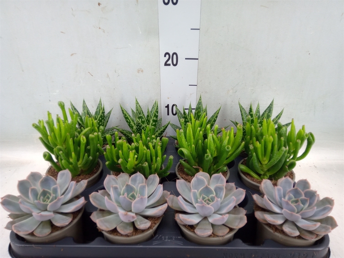 <h4>Succulents   ...mix 4</h4>