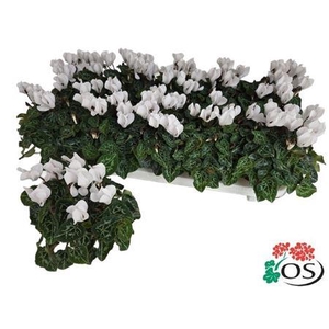 Cycl Kl Sup Carino White