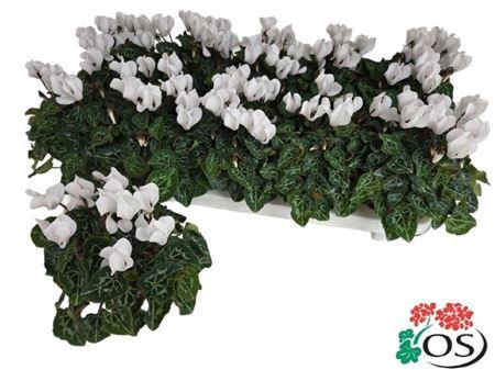 <h4>Cycl Kl Sup Carino White</h4>