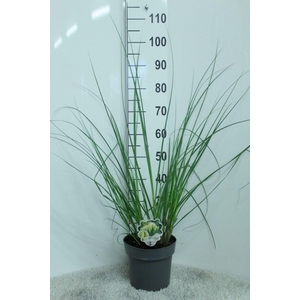 Cortaderia selloana Pumila
