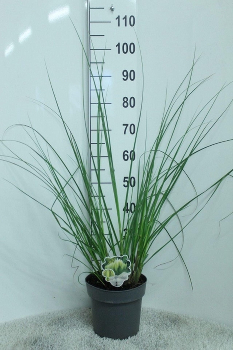 <h4>Cortaderia selloana Pumila</h4>